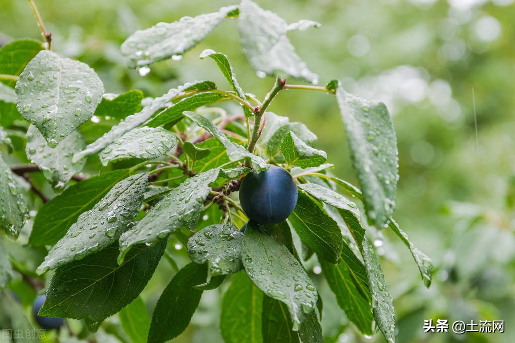 一般梅雨季节多少天_梅雨季节多少天结束