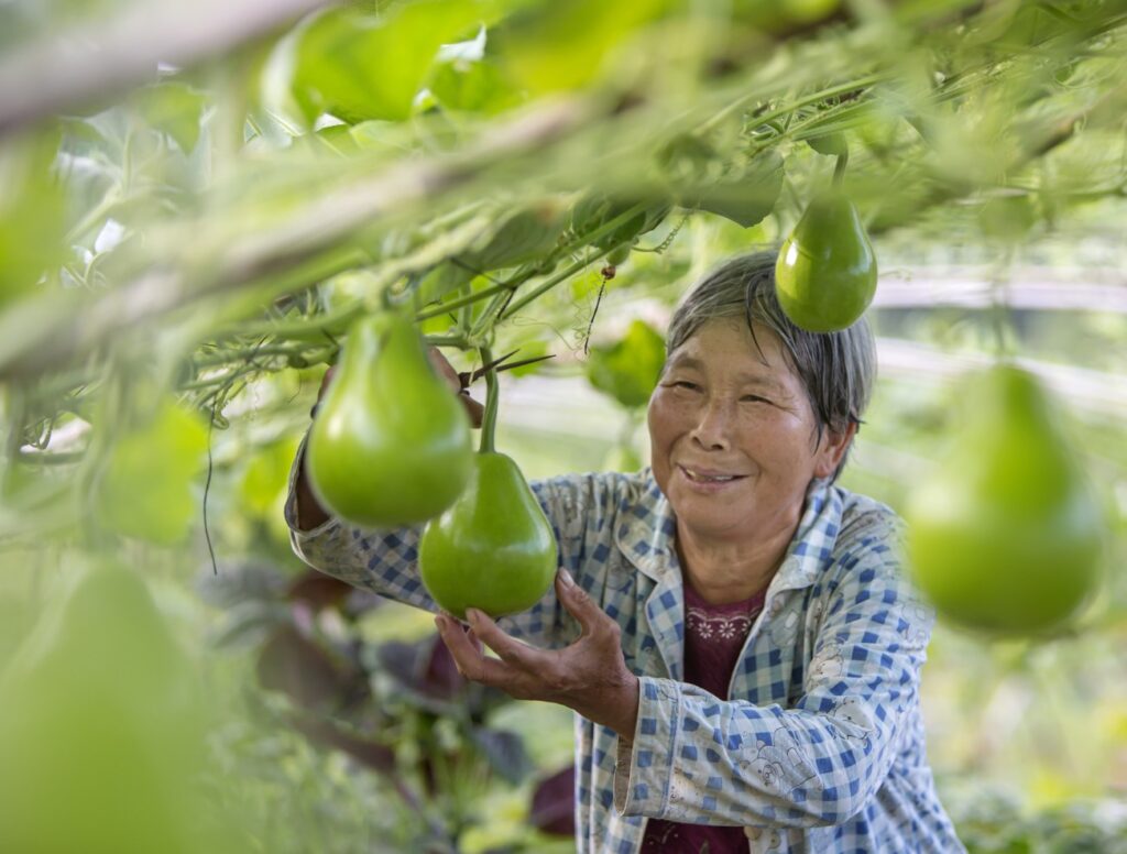 采摘蔬菜