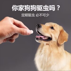 如何饲养金毛犬_饲养金毛犬的方法