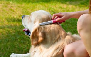 如何饲养金毛犬_饲养金毛犬的方法