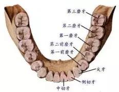 智齿一般什么时候长_智齿什么年龄段长