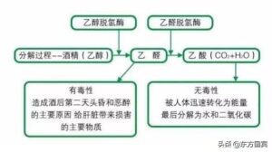 怎么提升酒量又不伤身_喝酒时的小技巧