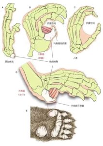 研究大熊猫“第六指”化石，有新发现！