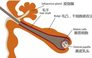 科学家发现刺激头发生长分子