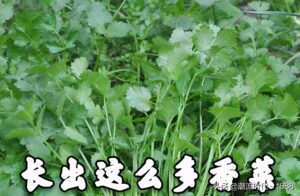 怎么种香菜出苗快_香菜怎么种