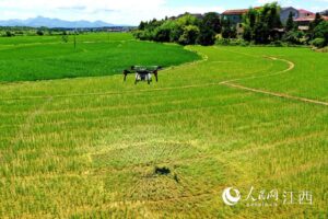 江西崇仁：农田“飞手”治虫害