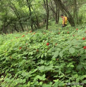 人参怎么种植_人参种植方法