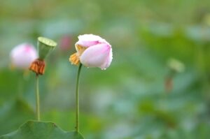 镜见分宜 | 叮~分宜夏日美景上线！每一帧都是绝美壁纸！