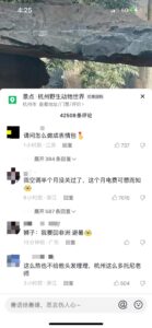 非洲狮在杭州热成了“狗”