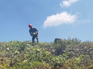 瓜果飘香！分宜的夏天带点“甜”……