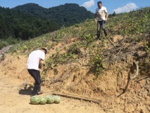 瓜果飘香！分宜的夏天带点“甜”……