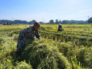 盼颗粒归仓，钤山镇“双抢”正当时