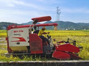 双林镇：风吹稻花香，田间“双抢”忙