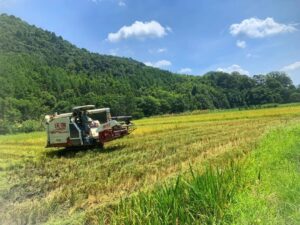 双林镇：风吹稻花香，田间“双抢”忙