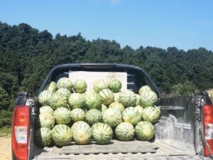 【乡村振兴】“山瓜之乡”喊你吃瓜了！操场山瓜地图来了~