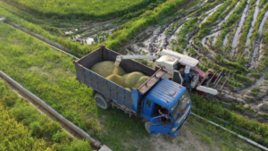 风吹稻浪美如画，凤阳田间收割忙