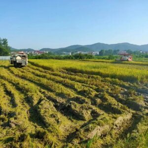 风吹稻浪美如画，凤阳田间收割忙