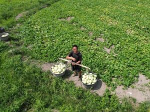 瓜果飘香！分宜的夏天带点“甜”……