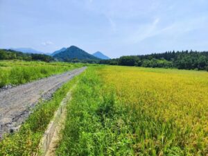 洞村乡：风吹麦成浪，田间“双抢”忙