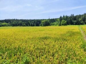 洞村乡：风吹麦成浪，田间“双抢”忙