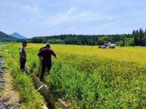 洞村乡：风吹麦成浪，田间“双抢”忙