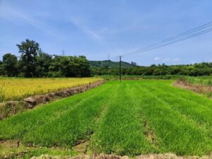 洞村乡：风吹麦成浪，田间“双抢”忙