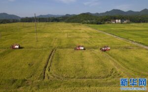 江西分宜：夏日“双抢”忙