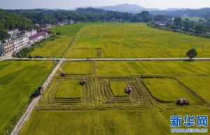 江西分宜：夏日“双抢”忙