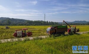 江西分宜：夏日“双抢”忙