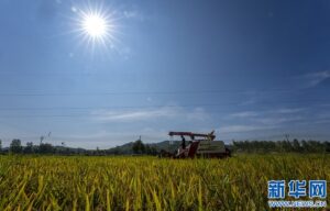 江西分宜：夏日“双抢”忙