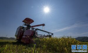 江西分宜：夏日“双抢”忙