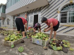 钤山镇庄边村：“莲”动“美丽经济”