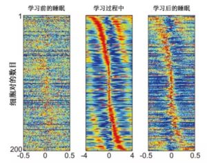 人为什么要睡觉_为什么人要睡觉