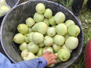 瓜果飘香！分宜的夏天带点“甜”……