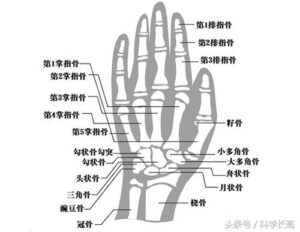 骨骺线怎么判断是否闭合_判断骨骺线是否闭合的方法