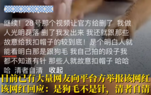 网红小狗疑遭针扎虐待 警方回应