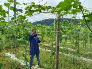 【新余日报】苦瓜丰收