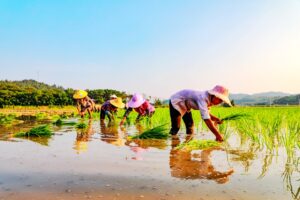 江西全南：农民夏日冒酷暑忙插秧