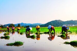 江西全南：农民夏日冒酷暑忙插秧