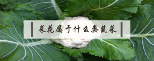 花菜属于哪一类蔬菜_菜花属于什么类