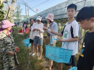 分宜镇大台村：小葡萄串起农旅大融合