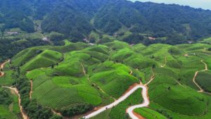 湖北鹤峰：在大地按下绿色“指纹”