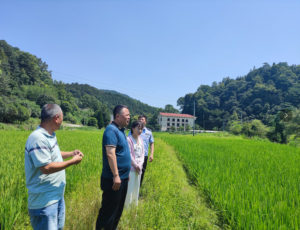 防旱抗旱进行时 | 蒋晓斌在钤山镇年珠村督导防旱抗旱工作