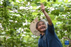 村里那条路 通向美好生活