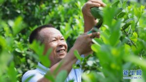 广西桂林临桂区：特色农业种植托起乡村振兴致富梦