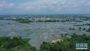 广西桂林临桂区：特色农业种植托起乡村振兴致富梦