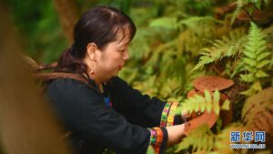 广西桂林临桂区：特色农业种植托起乡村振兴致富梦