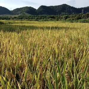 分宜镇大台村：风吹稻浪阵阵香 田间稻子收割忙