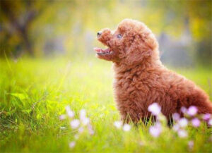 贵宾犬一般多少钱_贵宾犬如何挑选