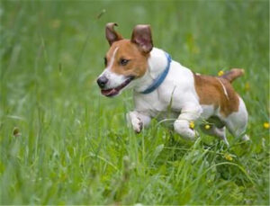 短毛小型犬有哪些_短毛小型犬的品种